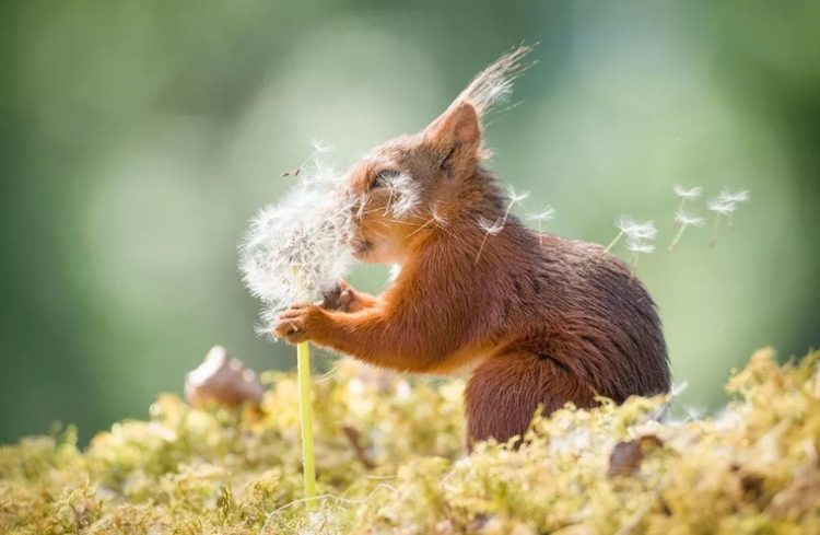 Забавные животные: 30 фото с конкурса Comedy Wildlife Photography Awards